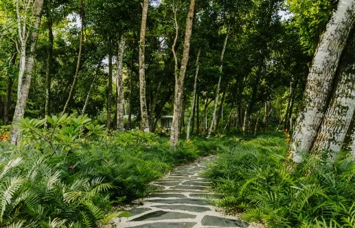 Jungle Paths
